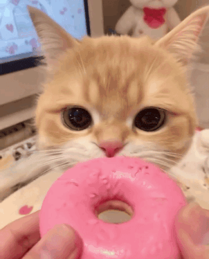 Support gif